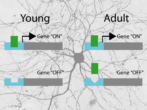 Turn-Ons And Turn-Offs For Neurons